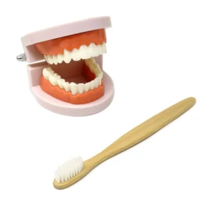 A plastic adult teeth model with a toothbrush, perfect for dental demonstrations and teaching proper brushing techniques.