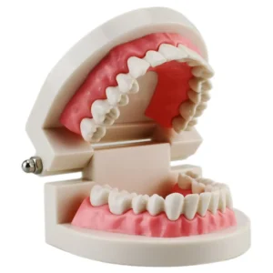 Flesh pink gums dental teaching model with fixed standard teeth, ideal for dentist-patient communication and demonstration of brushing techniques.