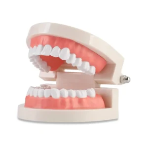 This standard dental teeth model is designed for teaching children how to brush and for doctor demonstrations, featuring a 180-degree movable jaw.
