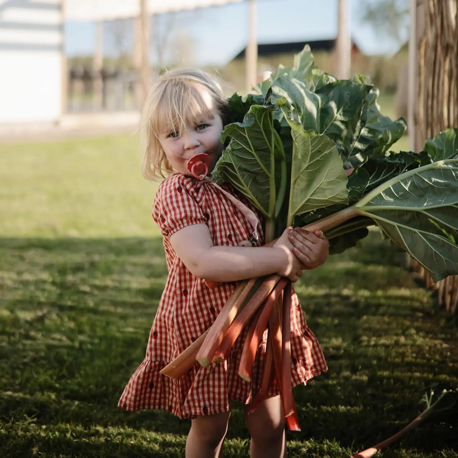Two-pack of FRIGG Daisy pacifiers in baked clay and cream colors, size 2, designed for babies 6-18 months and made with SilkySoft medical grade silicone.