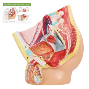Life size 5-part male pelvis anatomy model showing the reproductive, urinary, and muscular systems on a baseboard, designed for medical research and patient education.