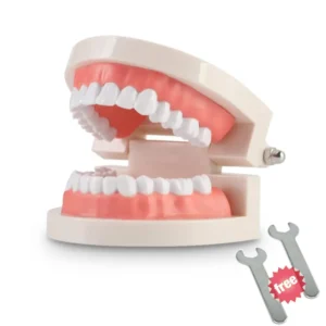 A standard adult teeth model typodont demonstration denture with fixed non-removable teeth, perfect for kids' dental teaching, clean display, education, and study.
